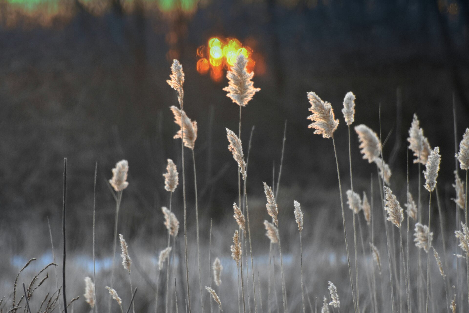 Planting the Seeds of Your Next Chapter: An Aries Season Reset