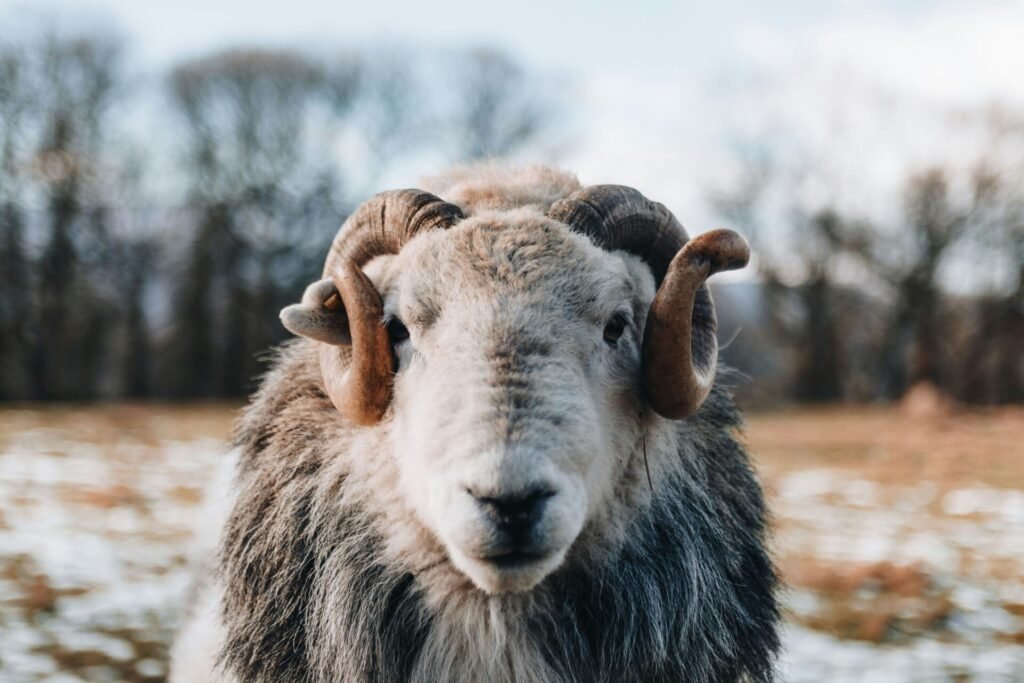 Full Moon in Aries 2026
